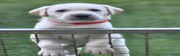 Labrador Retriever dogs for sale: Vet nurse owned. Perfect health tests - Advert 2
