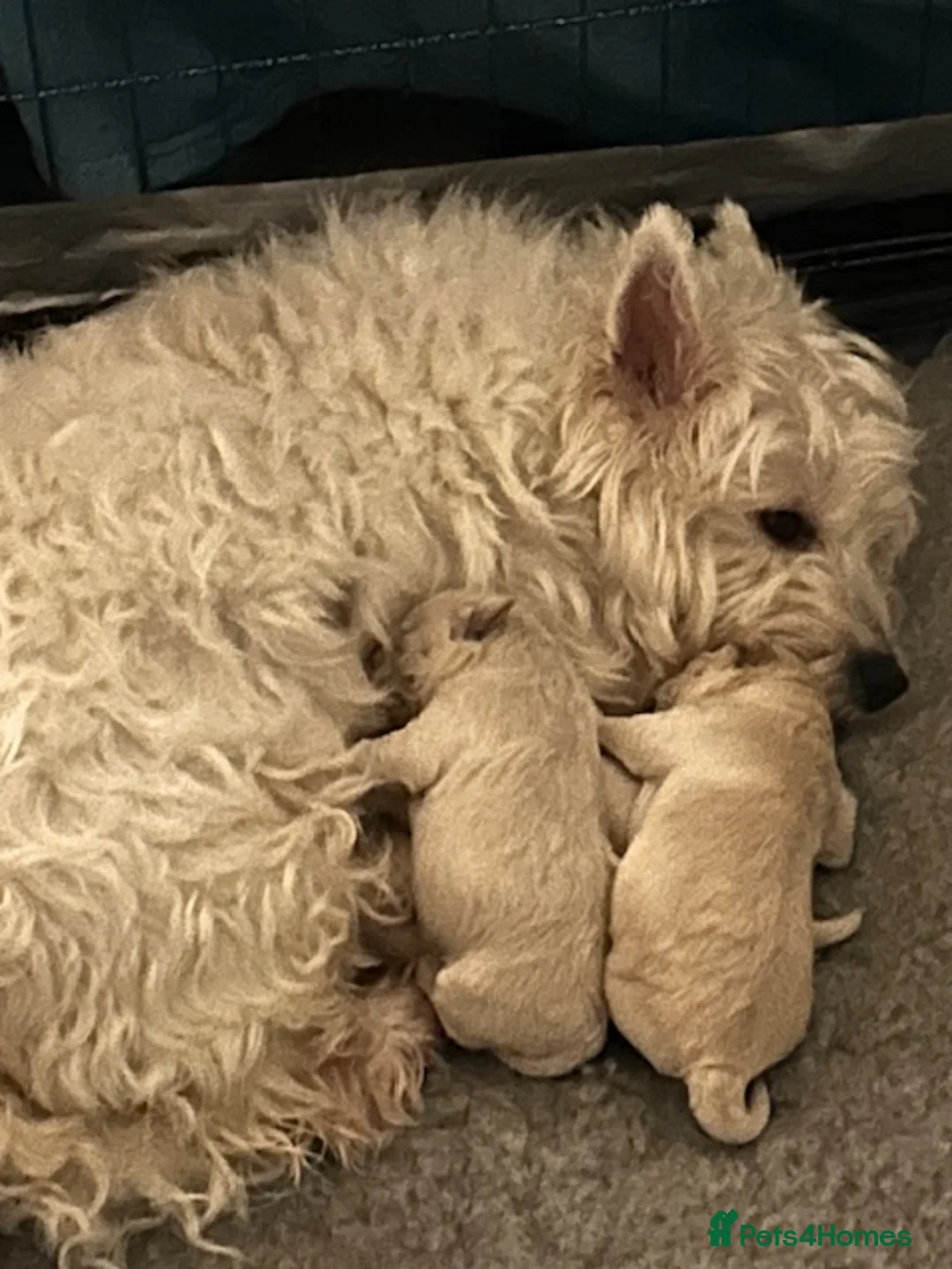 Mixed Breed dogs for sale: Westiepoo pups  - Advert 5