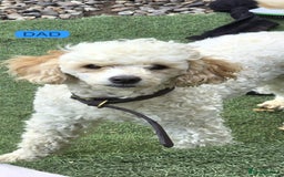 Cockapoo dogs for sale: Stunning F1B Cockapoo Puppies - Advert 3