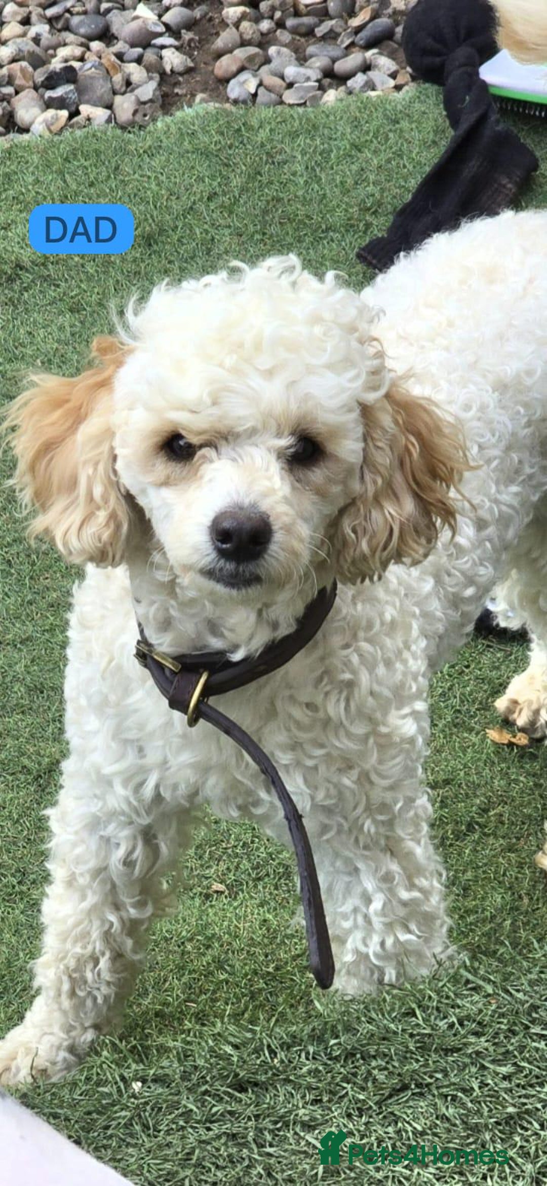 Cockapoo dogs for sale: Stunning F1B Cockapoo Puppies - Advert 3