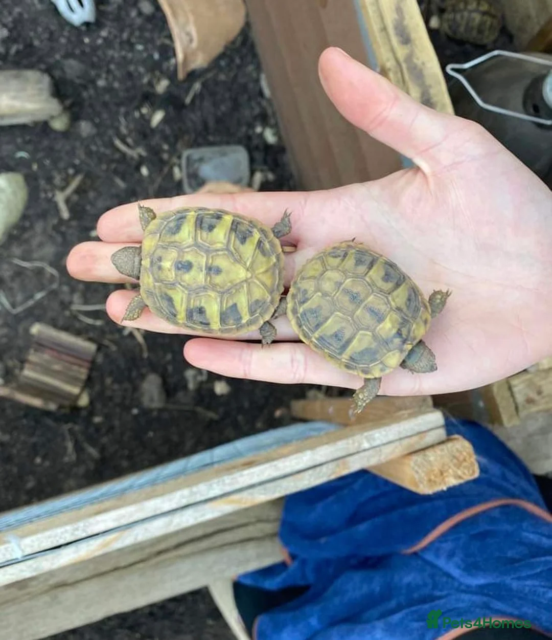 Hermann Tortoise reptiles for sale: Hermanns tortoise hatchlings  - Advert 3