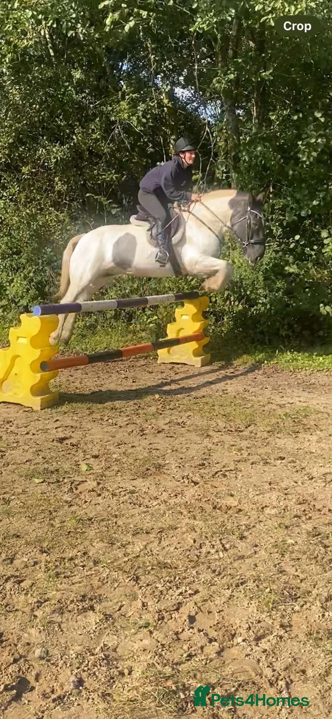 Welsh Section D horses for sale: Blue roan cob - Advert 2