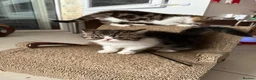 Exotic cats for sale: Brown Tabby / White Exotic  - Advert 3