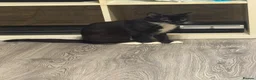 Domestic Shorthair cats for sale: Mother (Lucy) and Daughter (Sparkles) in Birmingham - Advert 2