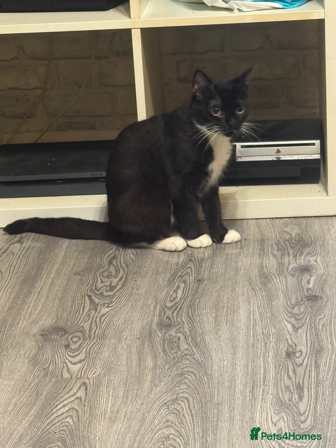 Domestic Shorthair cats for sale: Mother (Lucy) and Daughter (Sparkles) in Birmingham - Advert 2