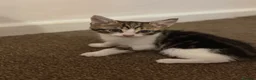 Mixed Breed cats for sale: 5 mixed kittens for sale  in Wallasey - Advert 19