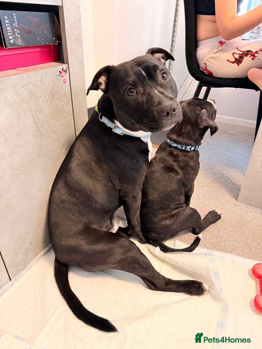 Staffordshire Bull Terrier dogs for stud: Meeting Bagheera  - Advert 3