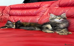 Maine Coon cats for sale: 3 LEFT NOW Purebred Maine Coon Kittens Blackburn - Image 2