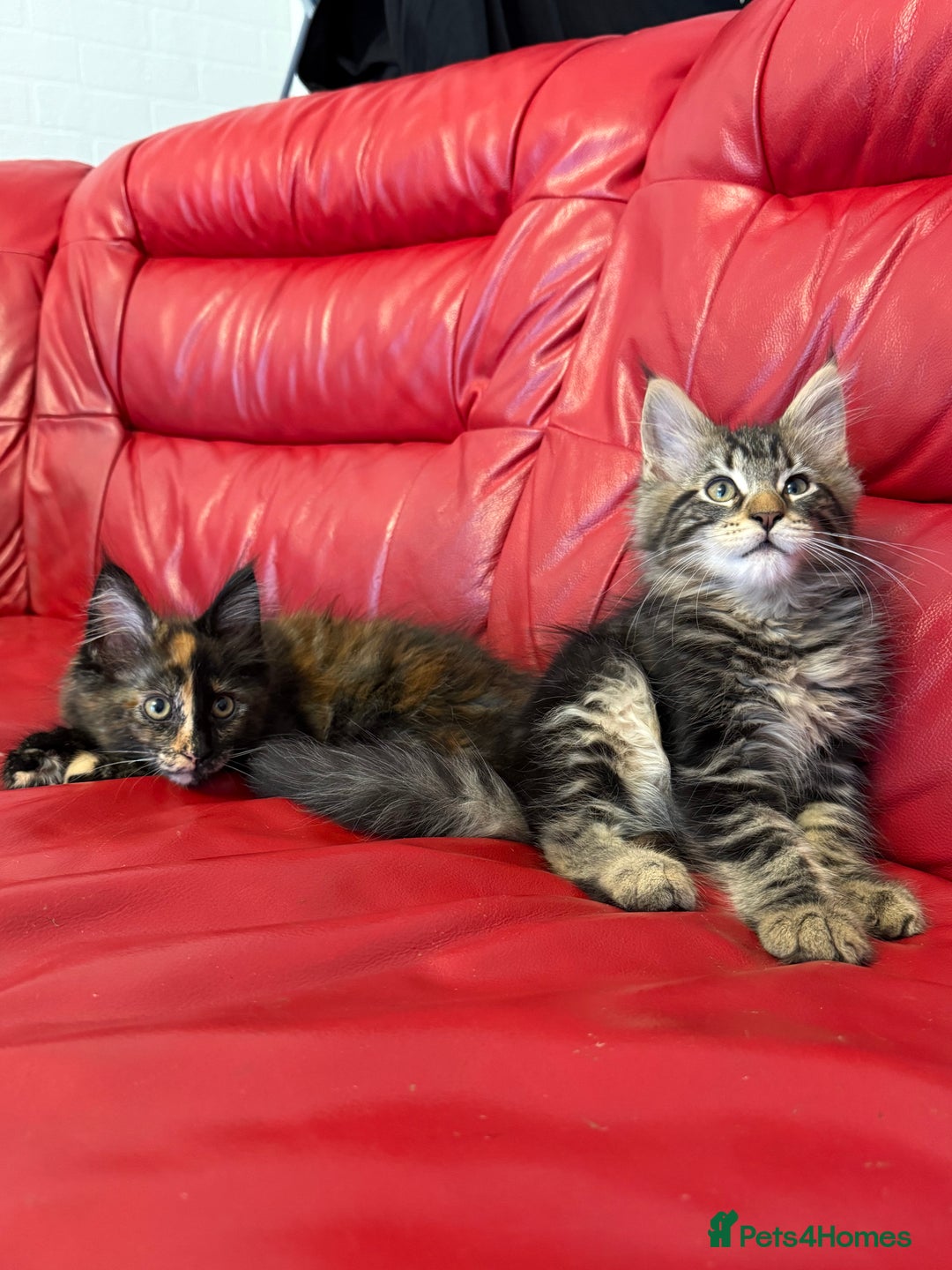 Maine Coon cats for sale: 3 LEFT NOW Purebred Maine Coon Kittens Blackburn - Image 2