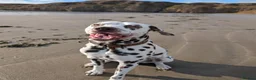 Dalmatian dogs for stud: 100% LIVER SPOTTED DALMATIAN STUD - Advert 4