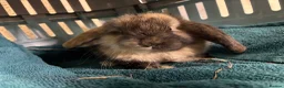 Mini Lop rabbits for sale: Mini Lop Bunnies in Mansfield - Advert 9