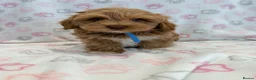 Maltipoo dogs for sale: Beautiful F1 Health Tested Maltipoo babies 💙🐾💖 - Advert 26