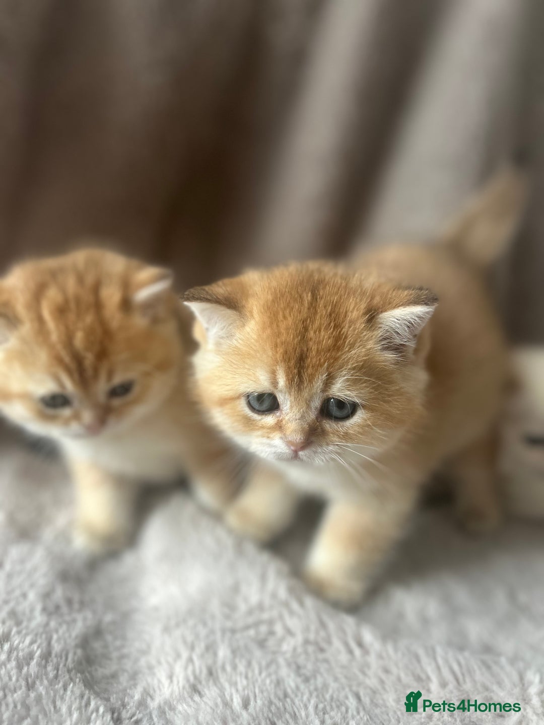Scottish Fold cats for sale: Beautiful Gold Chinchilla babies  - Advert 22