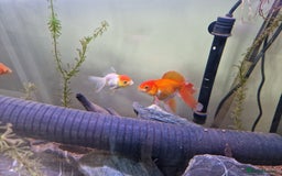 Fancy Goldfish fish for sale: Fancy Goldfish  - Image 3
