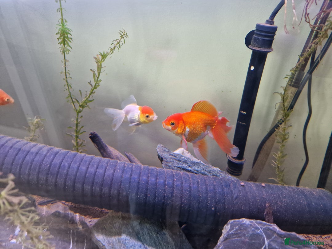 Fancy Goldfish fish for sale: Fancy Goldfish  - Image 3