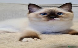 Ragdoll cats for sale: 5 Purebred Ragdolls – Loving Homes Needed - Image 17