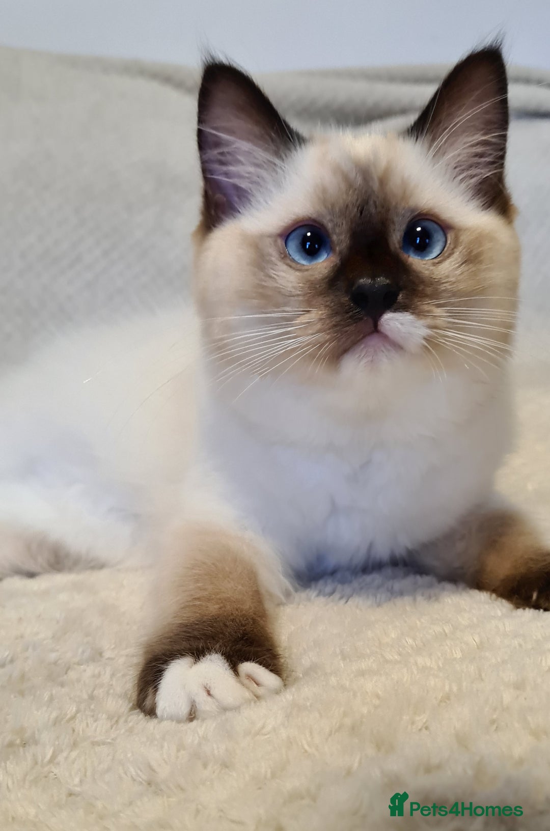 Ragdoll cats for sale: 5 Purebred Ragdolls – Loving Homes Needed - Image 17