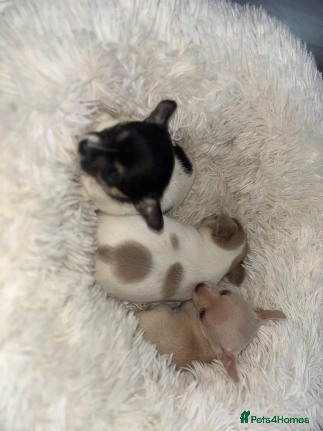 Chihuahua dogs for sale: Short hair, Chihuahuas - Advert 9