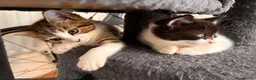 Mixed Breed cats for sale: Lovely playful kittens  - Advert 7