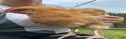 Chickens poultry for sale: Buff Orpington Rooster - Advert 3