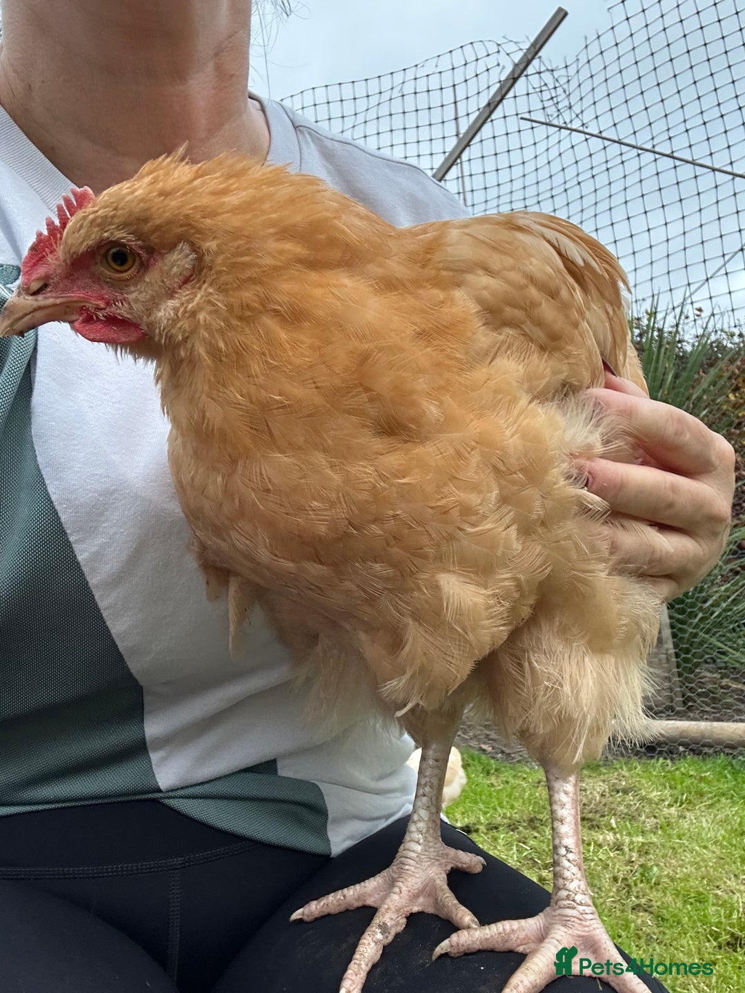 Chickens poultry for sale: Buff Orpington Rooster - Advert 3