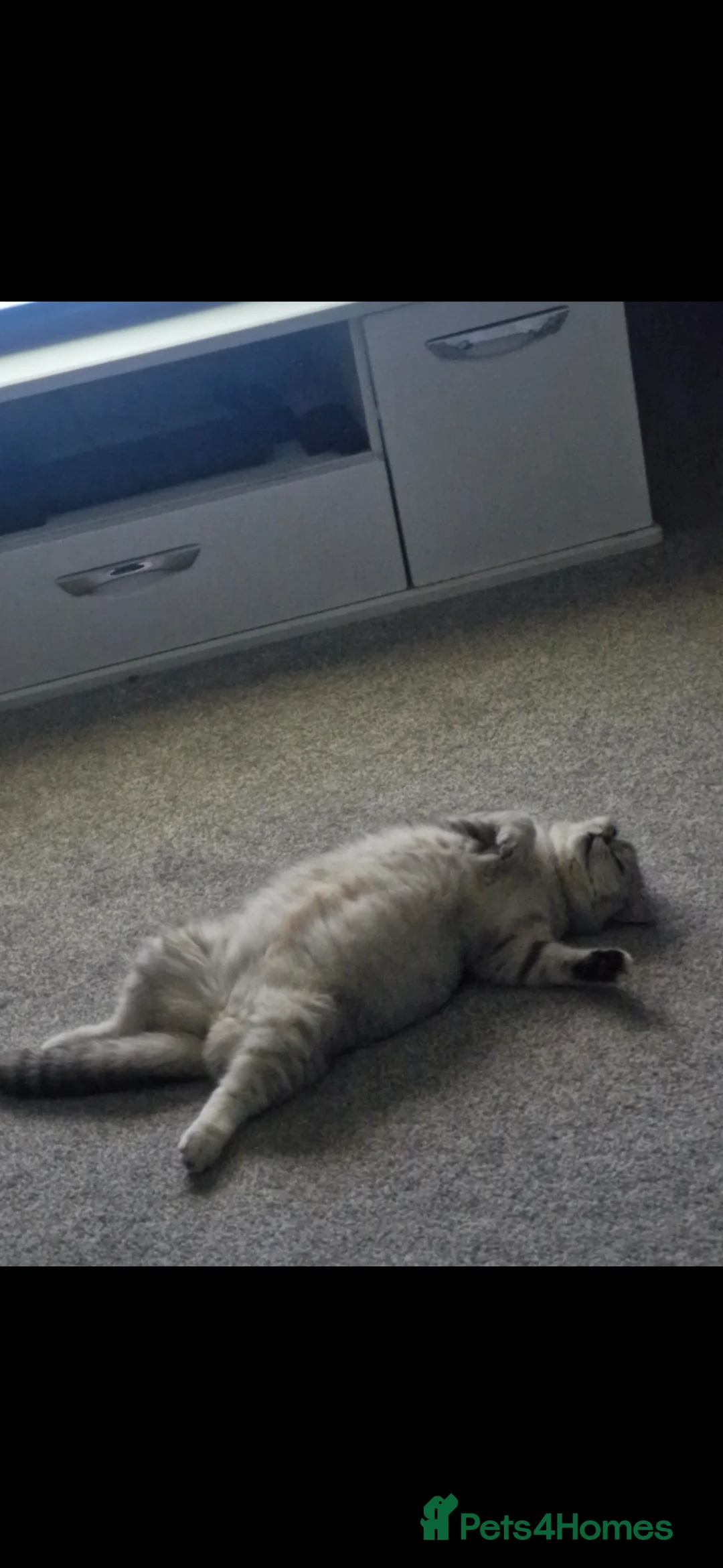 Mixed Breed cats for sale: British short hair/ Persian mixed breed  in Saint Helens - Advert 2