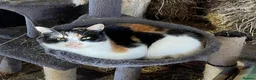 Domestic Shorthair cats for sale: Kittens for sale (including ginger females!) - Advert 4