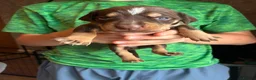 Mixed Breed dogs for sale: Beautiful puppies of our Family pets  - Advert 8
