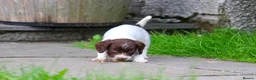 English Springer Spaniel dogs for sale: Working Line Liver And White Springer Spaniels - Advert 31