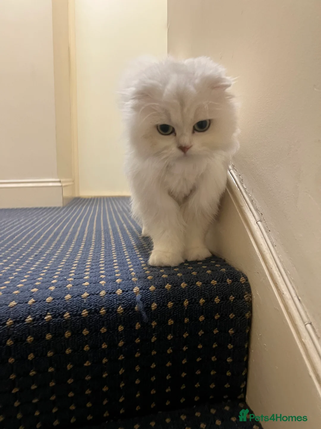 Scottish Fold cats for sale: Stunning Scottish Fold Girl - Advert 6