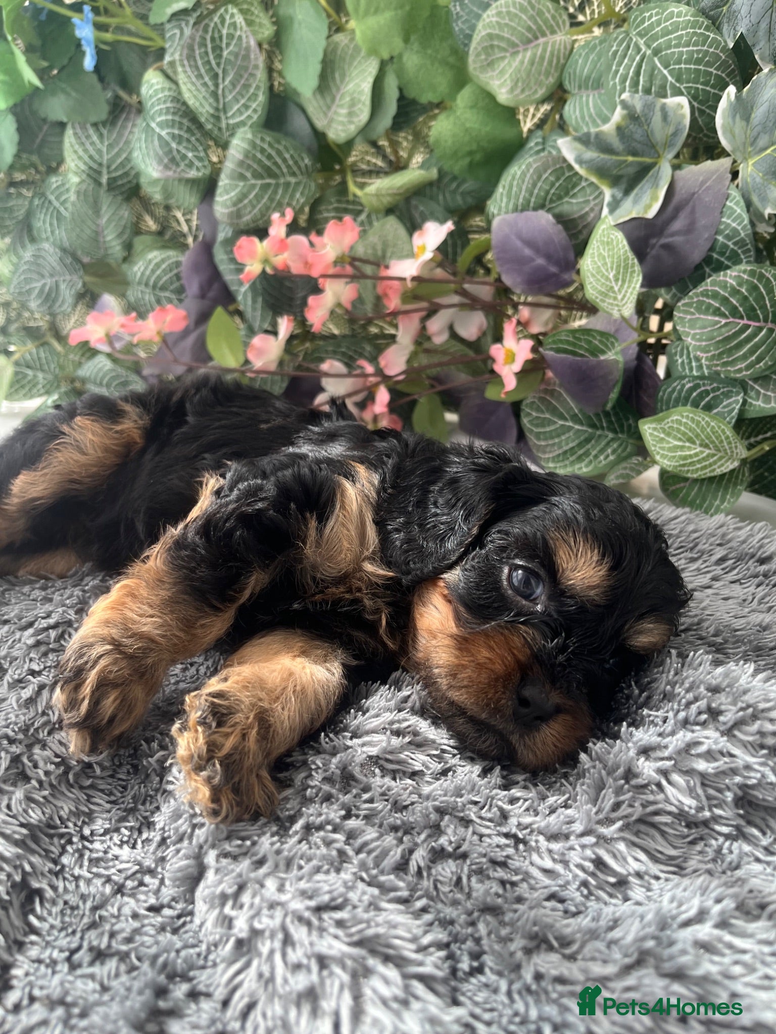 Cavapoo dogs Cavapoo Puppies Born 11 June 26 Reservations Open  - Advert 1