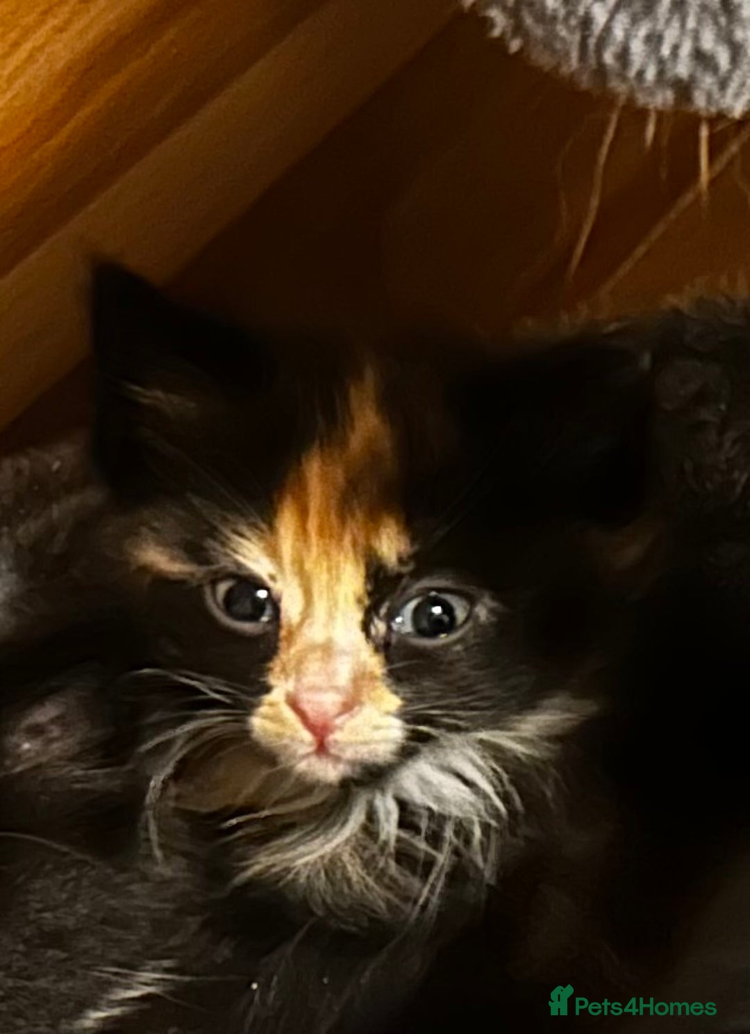 Ragcoon cats for sale: Ragdoll cross Maine coon - Image 23