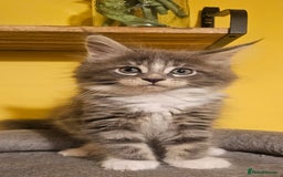 Maine Coon cats for sale: Purebred Maine Coon kittens from pedigree parents  in Lichfield - Image 30