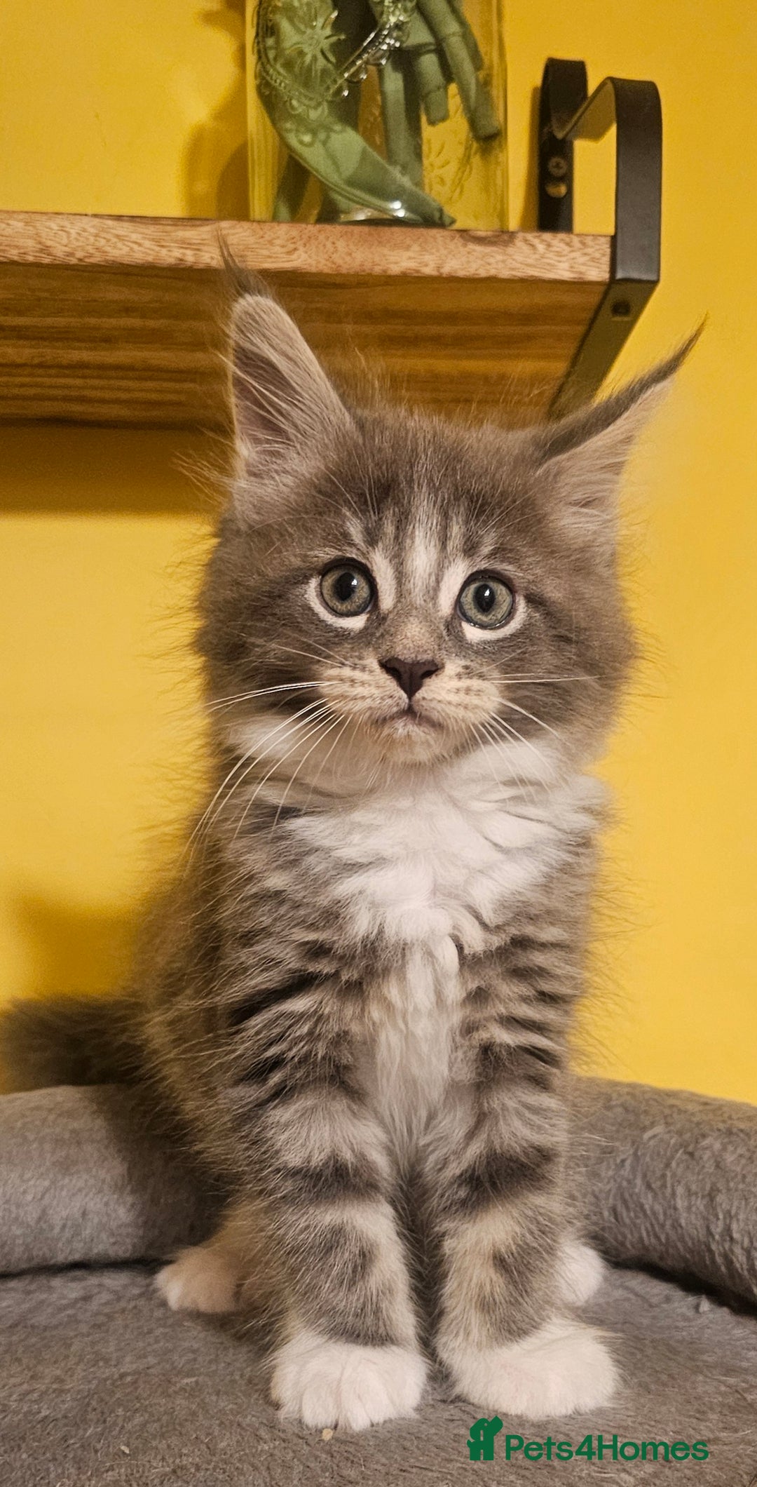 Maine Coon cats for sale: Purebred Maine Coon kittens from pedigree parents  in Lichfield - Image 30