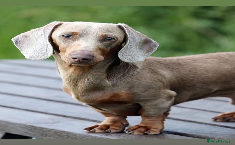 Miniature Dachshund dogs - Advert 11