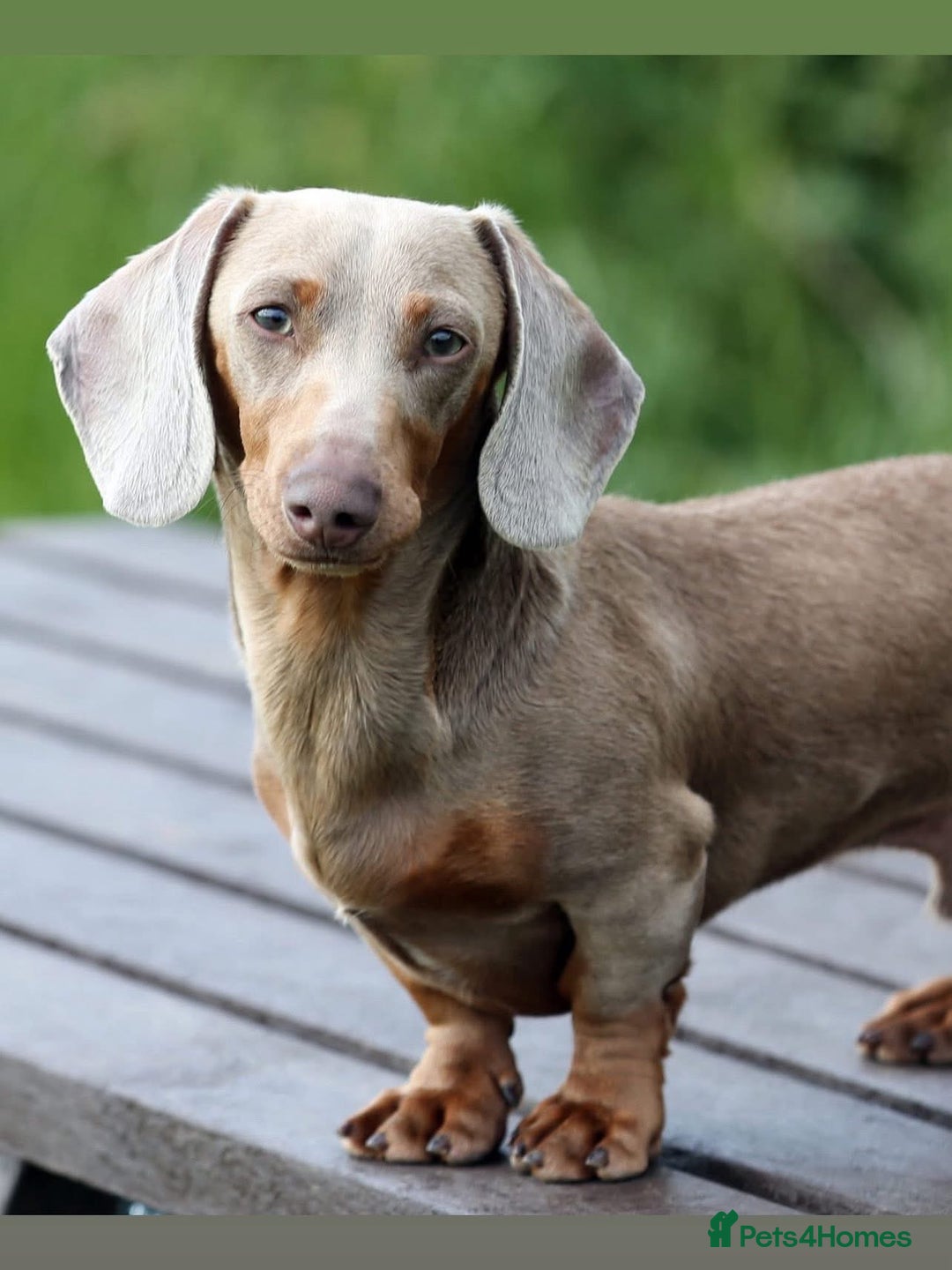 Miniature Dachshund dogs for stud: Halo Outstanding Isabella and Tan - Image 1