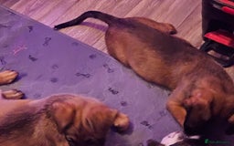 Belgian Shepherd Dog dogs for sale: Belgian malinois puppies  - Image 12