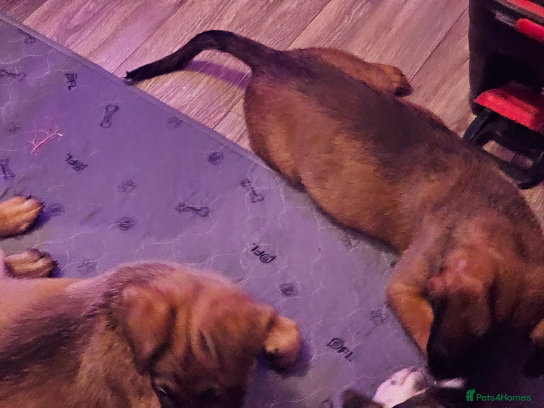 Belgian Shepherd Dog dogs for sale: Belgian malinois puppies  - Image 12