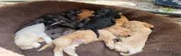Cockapoo dogs for sale: 🐾 Stunning F1 Cockapoo  Rare Colours  🐾 in Newton Abbot - Advert 10