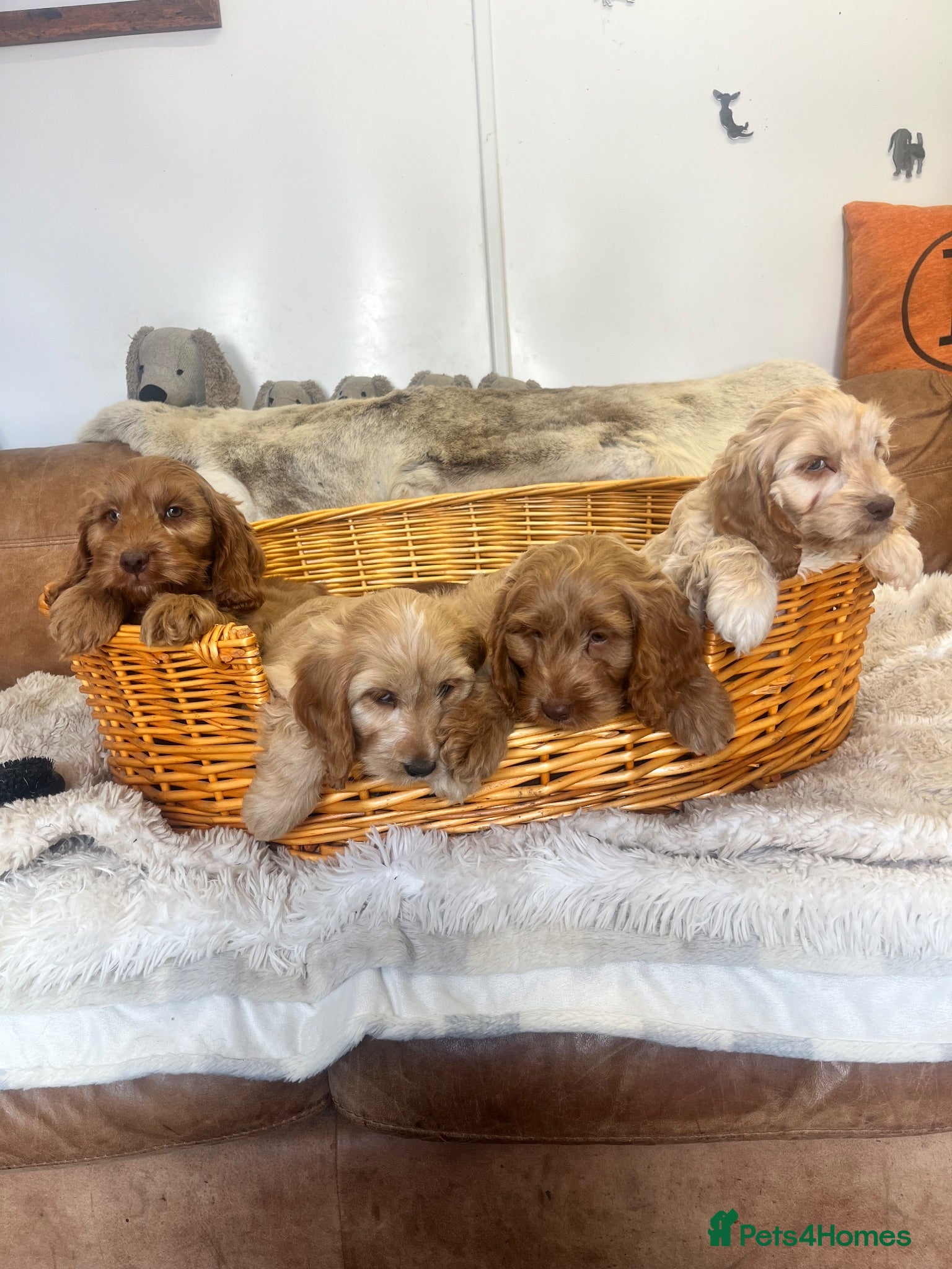 Cockapoo dogs stunning F1 Cockerpoos  - Advert 1