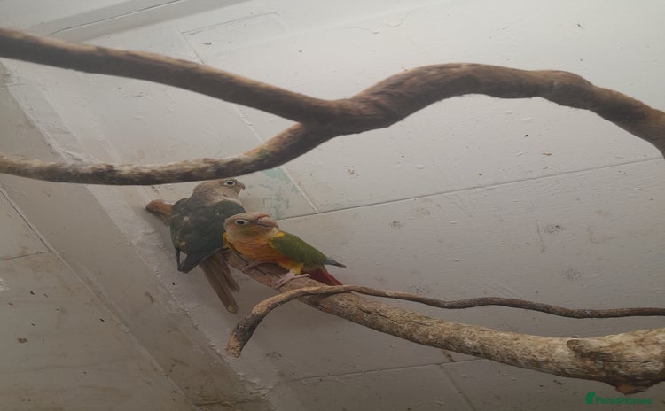 Conures birds - Advert 3