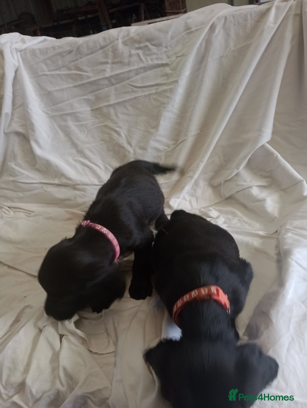 Sprocker dogs for sale: 8 gorgeous Sprocker puppies  - Image 4