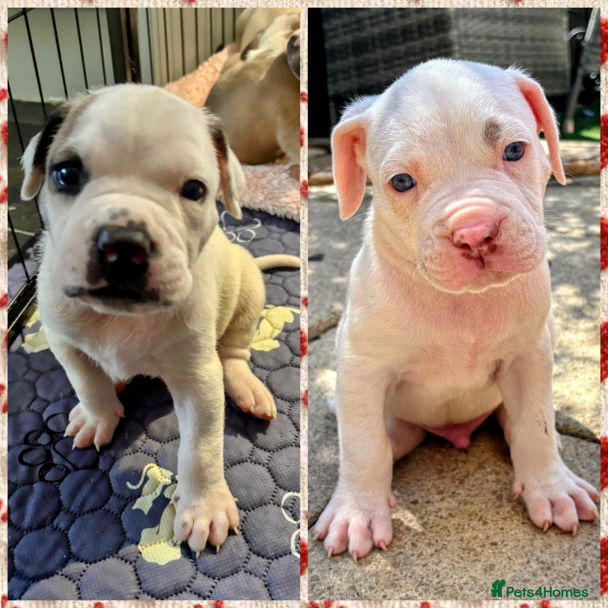 Mixed Breed dogs LAST 2 REMAINING!!!!! Cane corso/American bulldog  - Advert 16