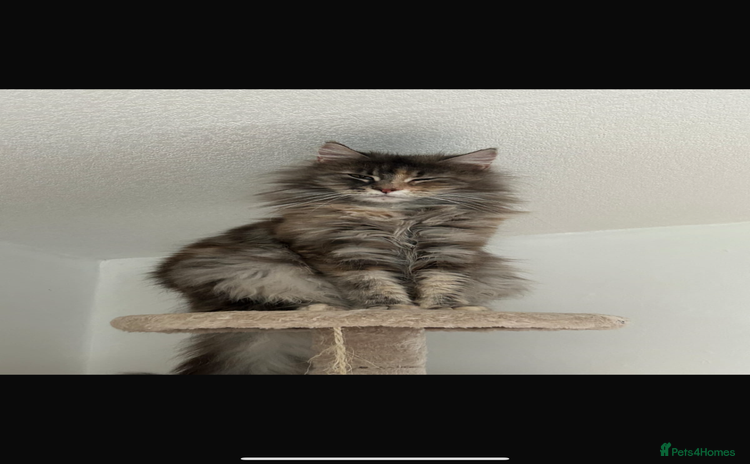 Maine Coon cats - Advert 6