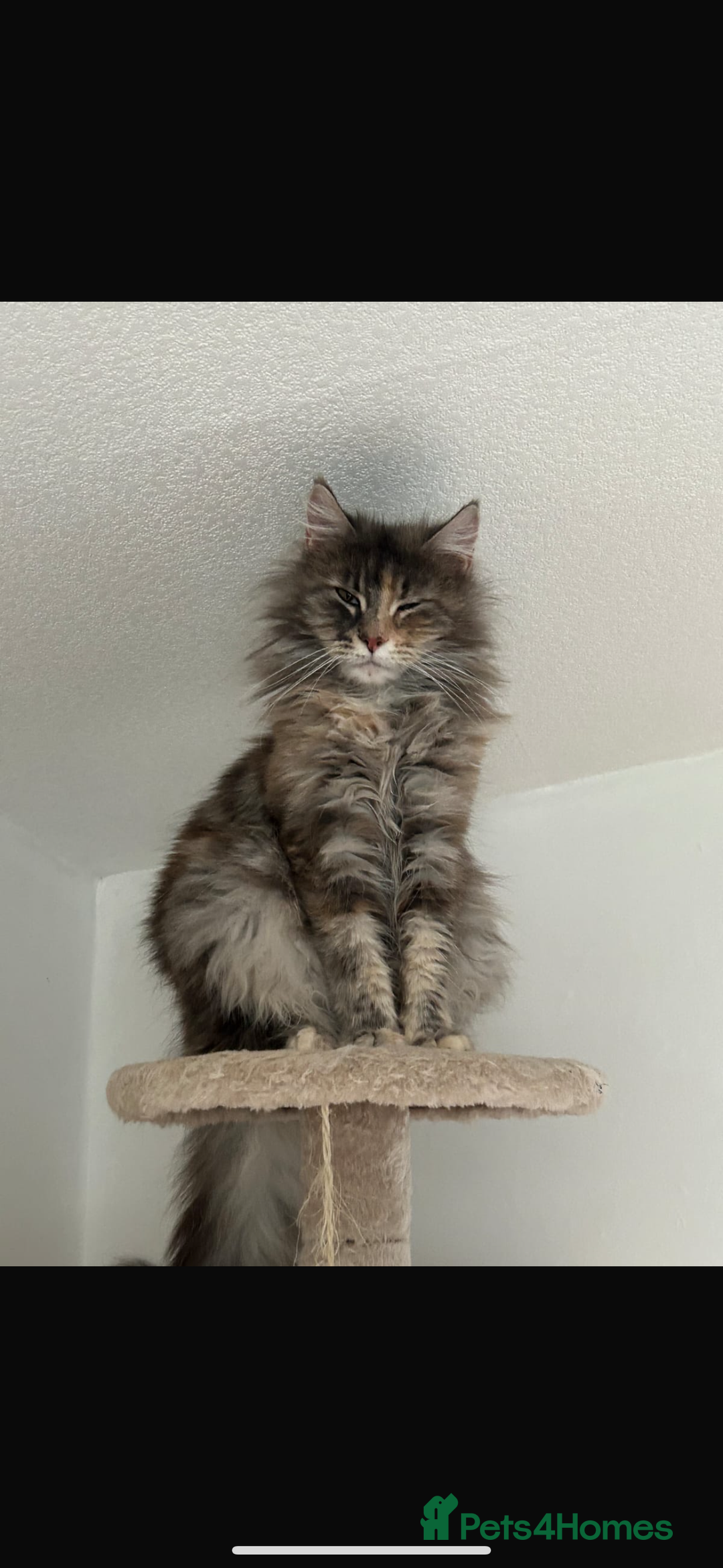 Maine Coon cats for sale: 2 Lovely maine coon females  - Image 2