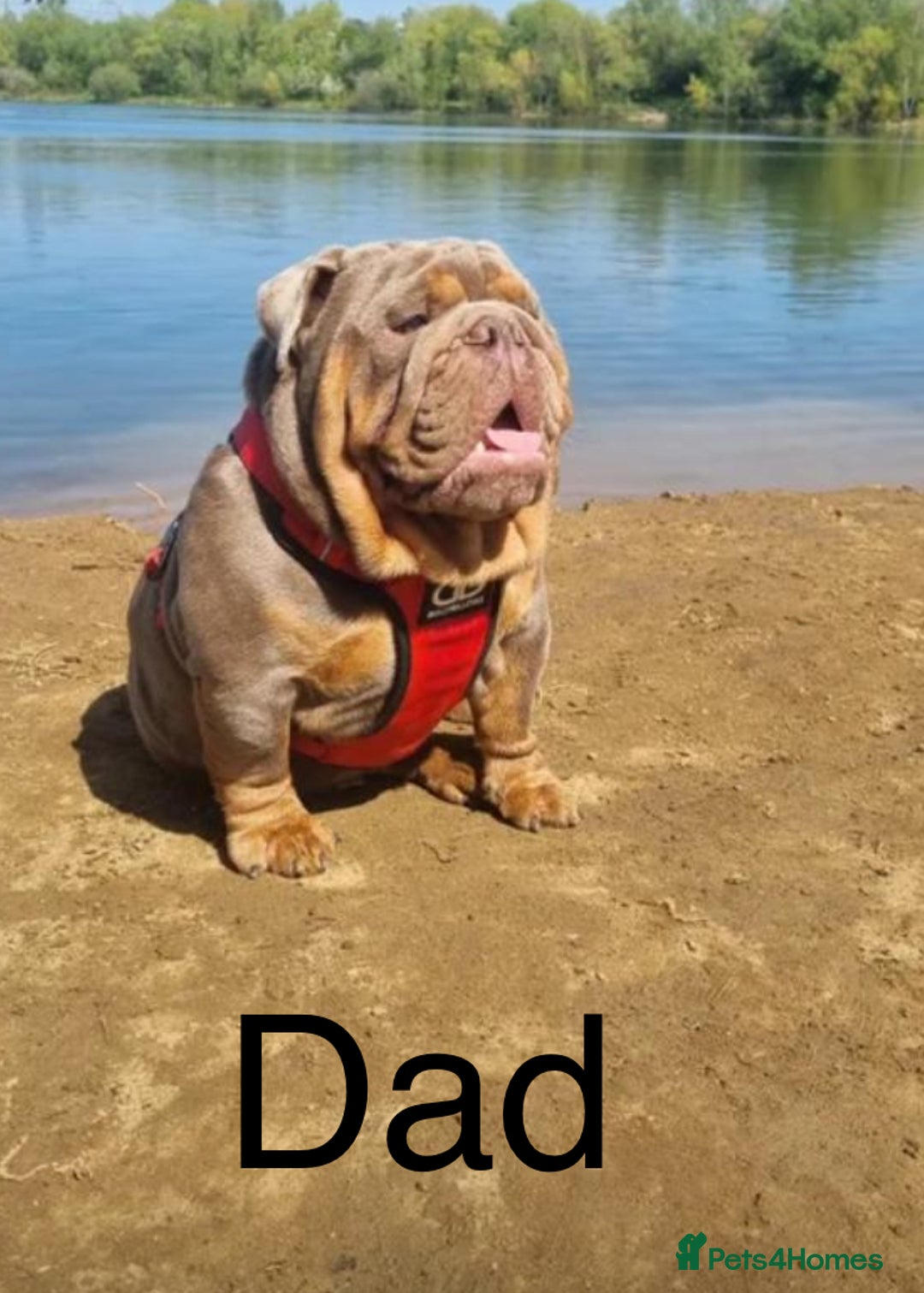 English Bulldog dogs for sale: Adorable Male KC Registered Bulldog Puppy  - Advert 7
