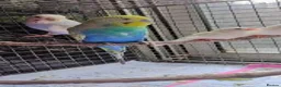 Parrots birds for sale: finches looking for a new home in Liverpool - Advert 3