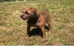 Mixed Breed dogs for sale: Border Terrier cross puppies  - Image 3