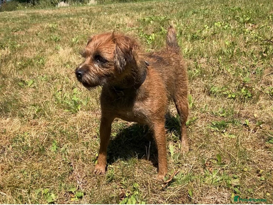 Mixed Breed dogs for sale: Border Terrier cross puppies  - Image 3