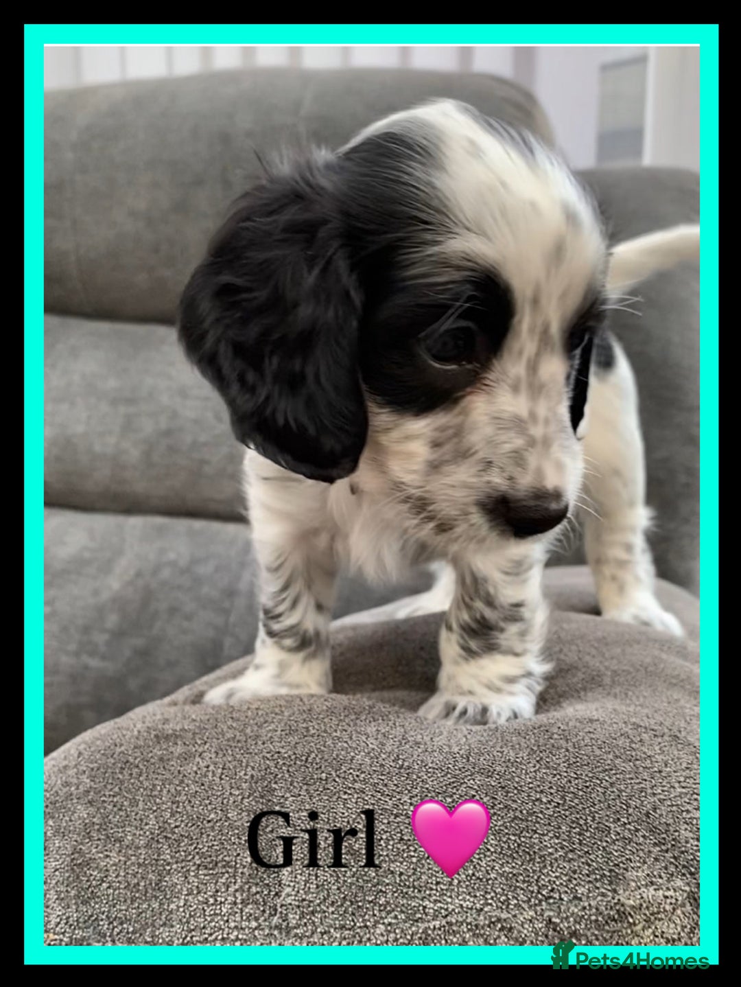 Sprocker dogs for sale: Sprocker Spaniel puppies  - Image 4